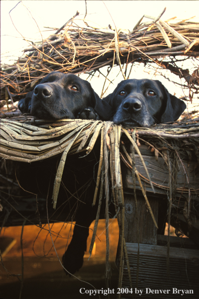 Two black Labrador Retrievers in a blind 