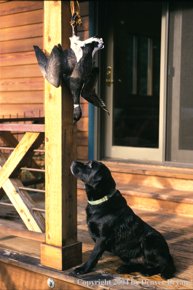 Black Labrador Retriever looking at black brant 