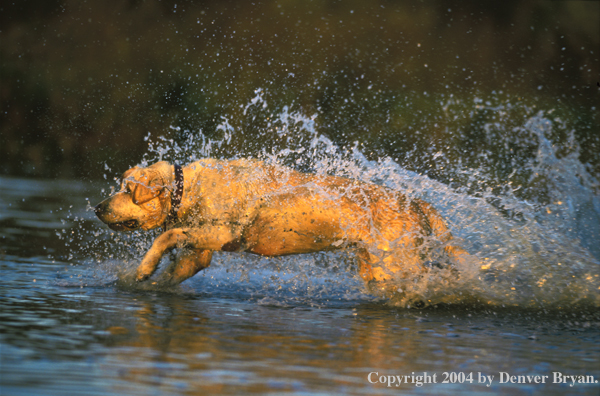 Yellow Labrador Retriever charging for a retrieve