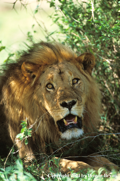 Male African lion in habitat.  Africa