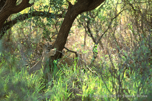 Lion cub in habitat. Africa