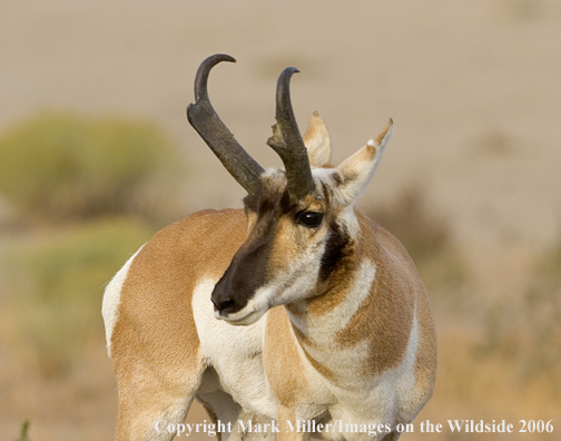 Pronghorn Antelope in habitat