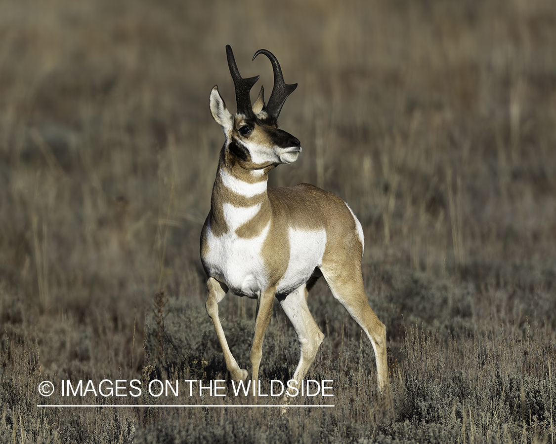 Pronghorn buck in field.