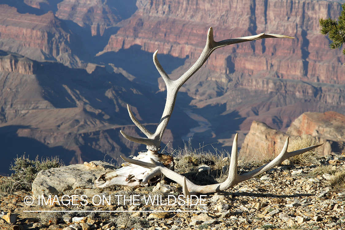 Bull elk skull next to cliff.