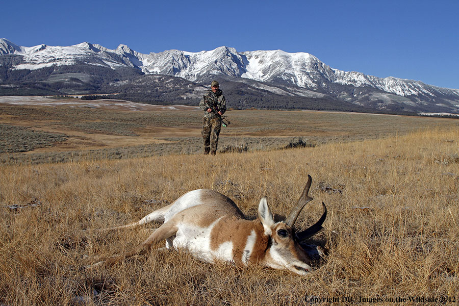 Bowhunter approaching downed pronghorned buck.