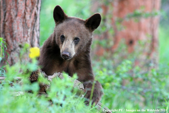 Black bear in habitat. 