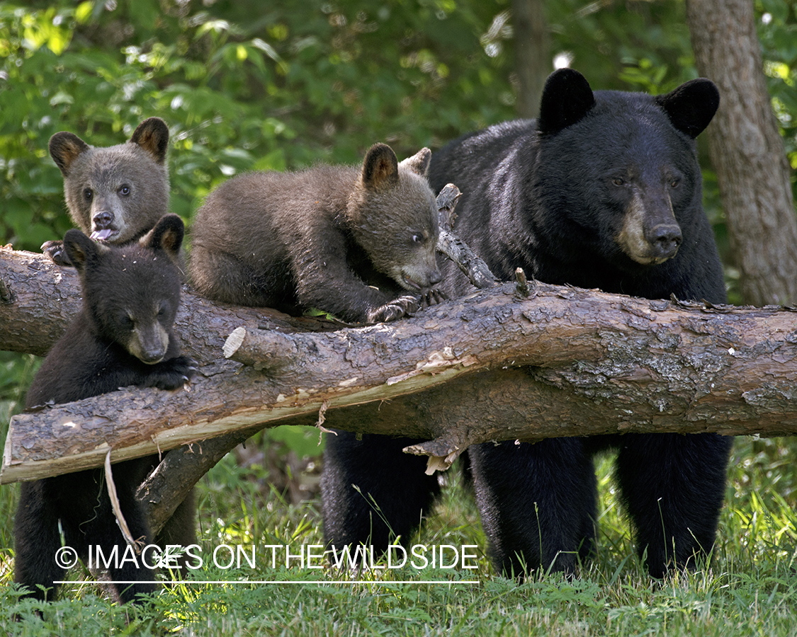 Black Bear sow with cubs in habitat.