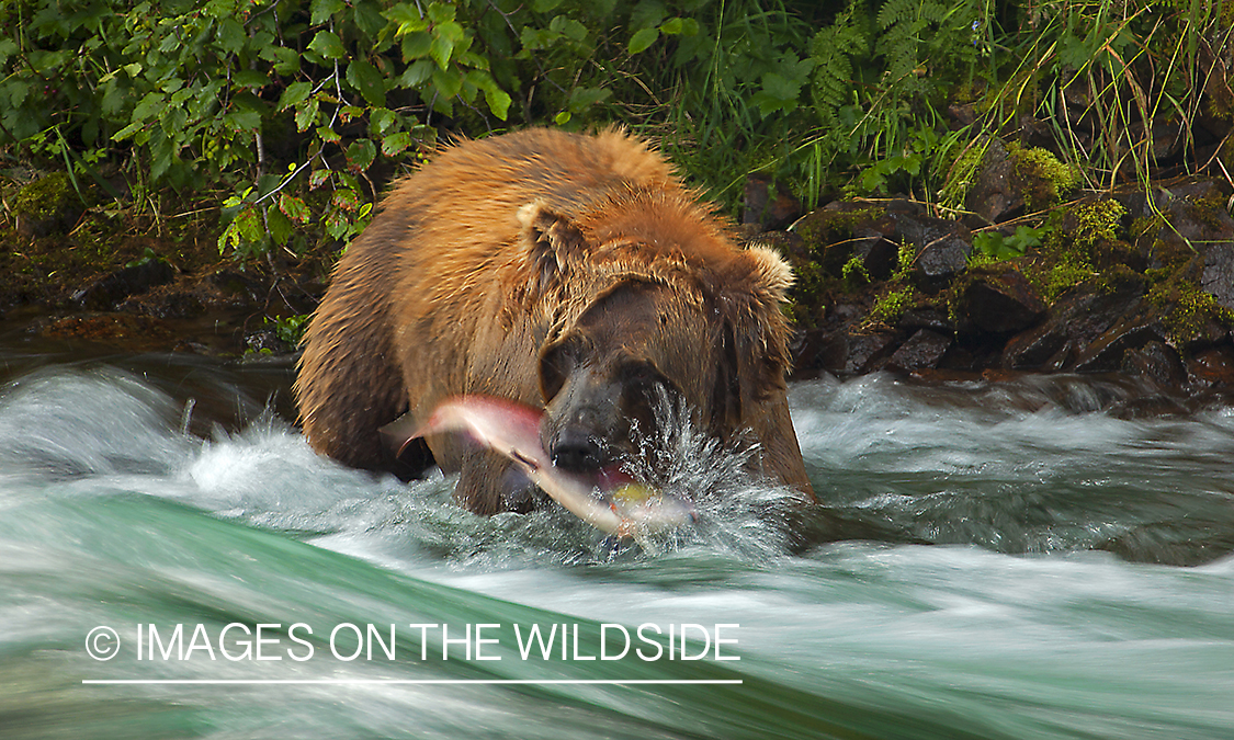 Grizzly bear fishing in river. 