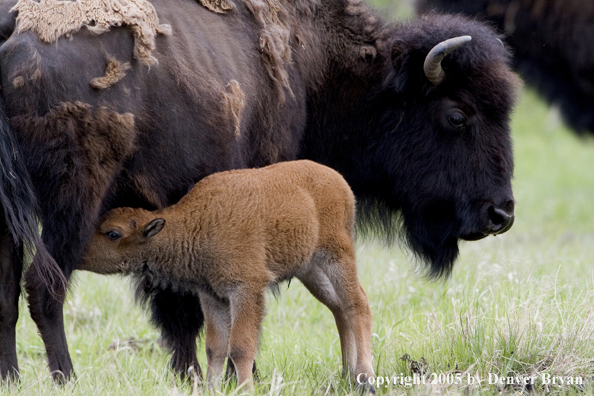 American Bison calf suckling mother.