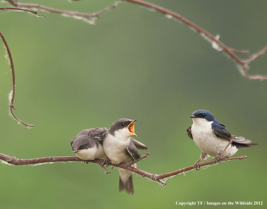 Tree Swallows in habitat.