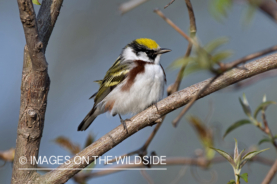 Chestnut-sided Warbler sitting on branch.