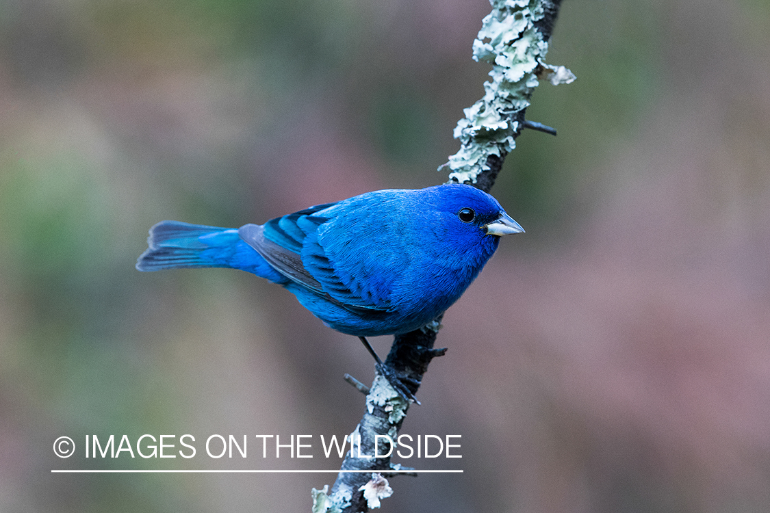 Indigo Bunting on branch.