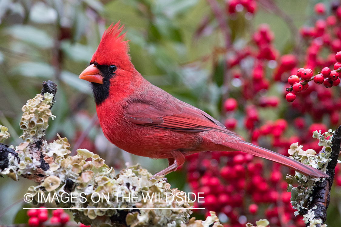 Northern Cardinal on branch.