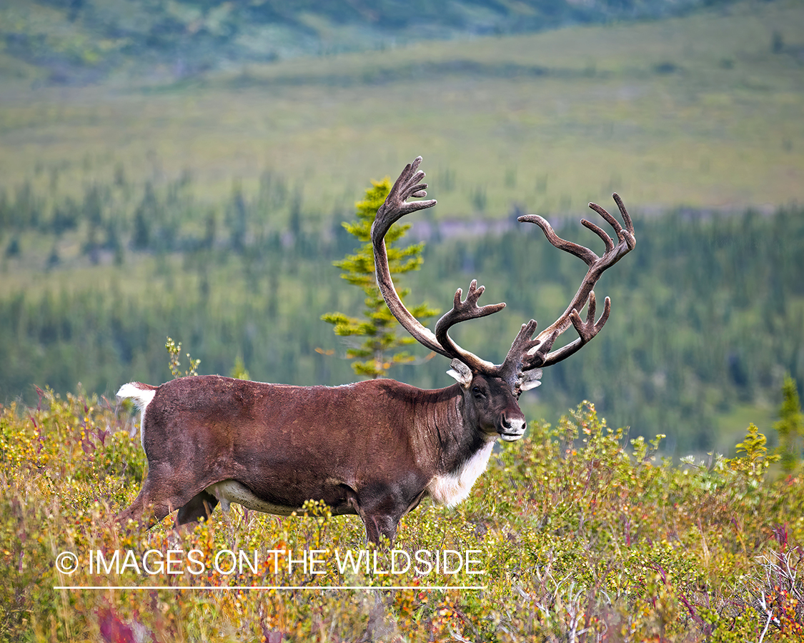 Caribou in field.