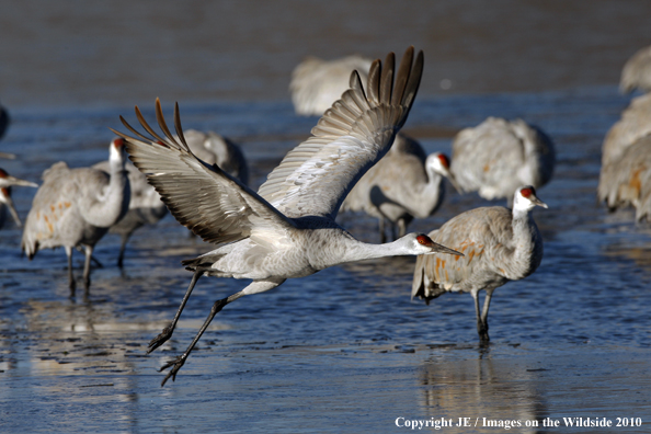 Sandhill crane in flight.