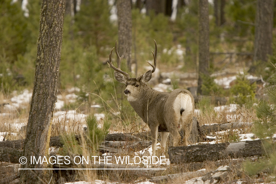 Mule deer buck in habitat.