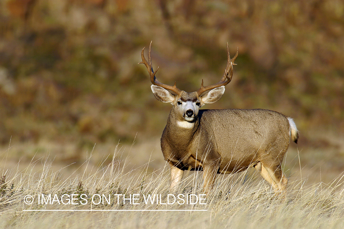 Mule deer buck in habitat. 