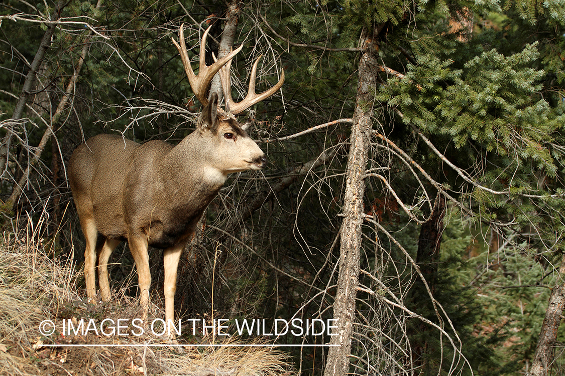 Mule deer buck in habitat. 