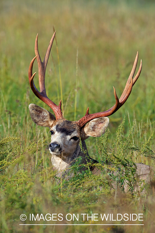 Mule deer buck in habitat.