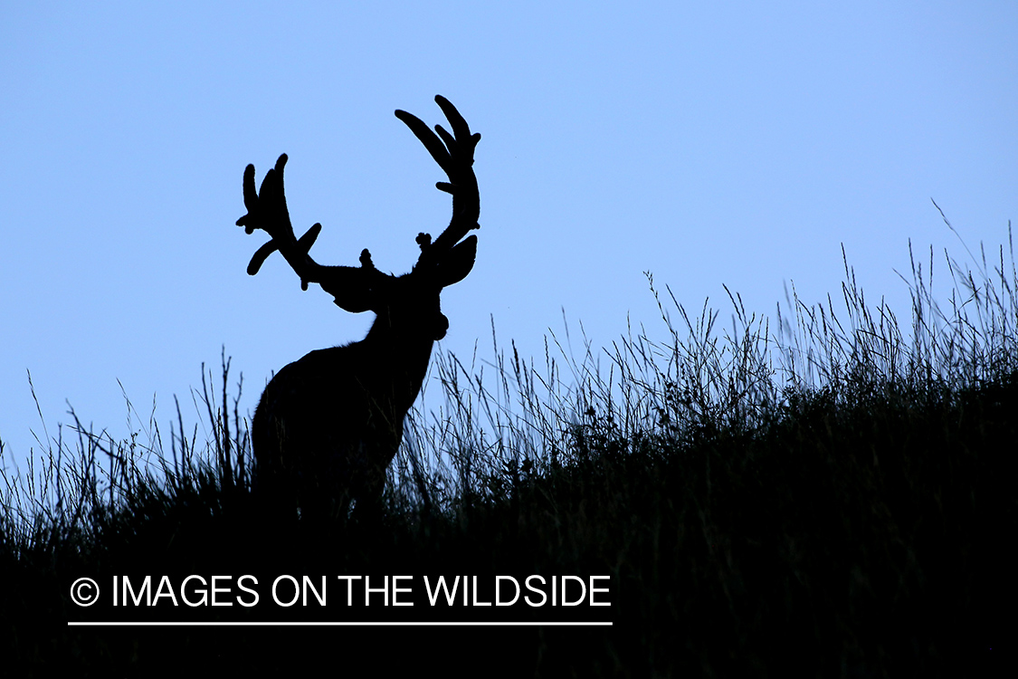 Mule deer buck in habitat. (silhouette)