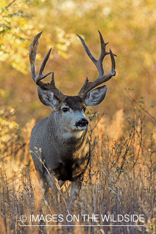 White-tailed buck in field in late fall.