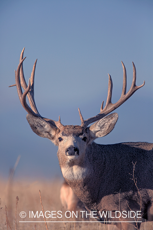 Mule deer buck in rut.