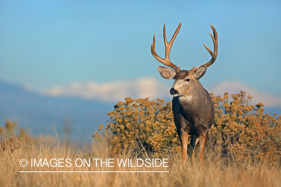 Mule deer buck in field.