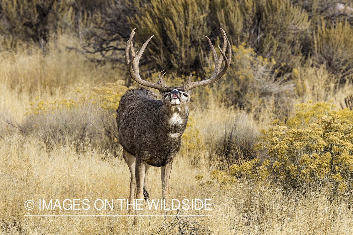 Mule deer buck in habitat.