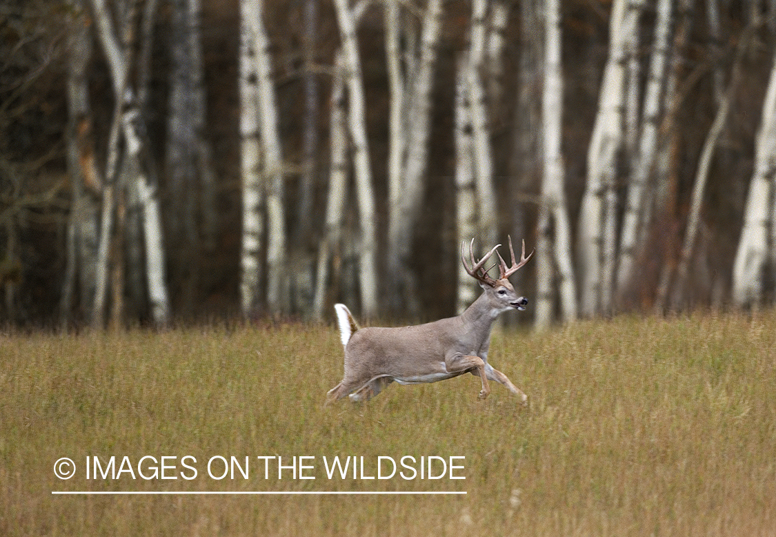 Whitetailed deer in habitat.