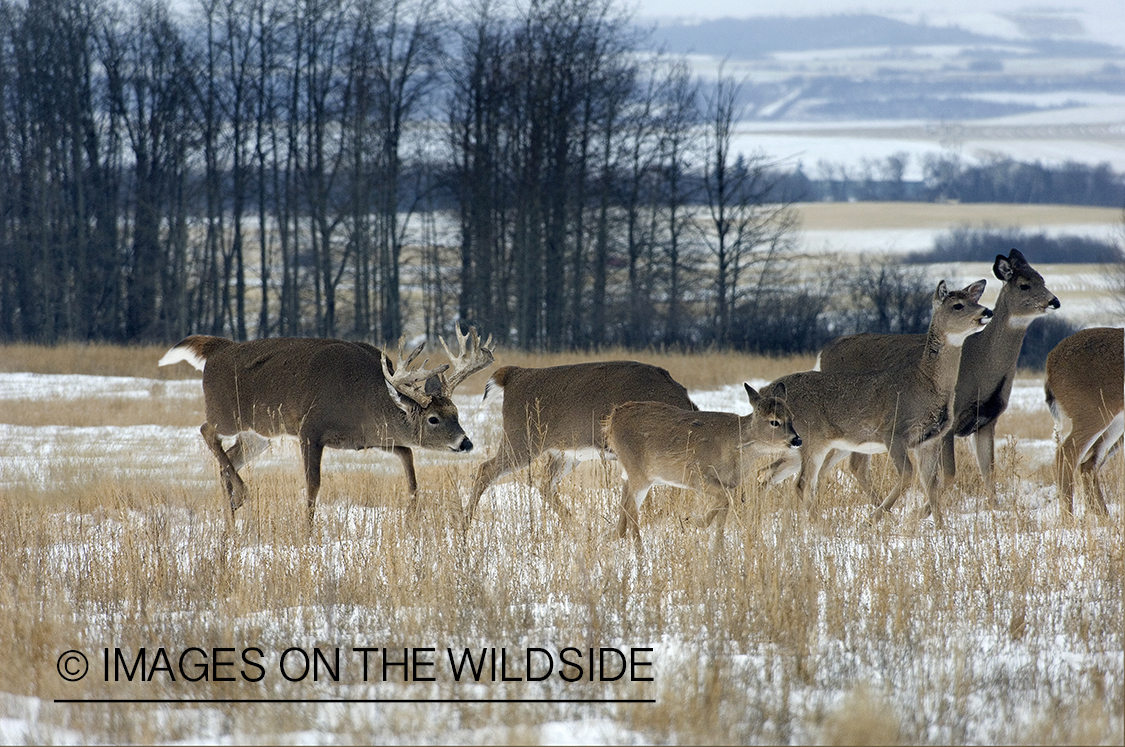 Whitetail Deer in Field