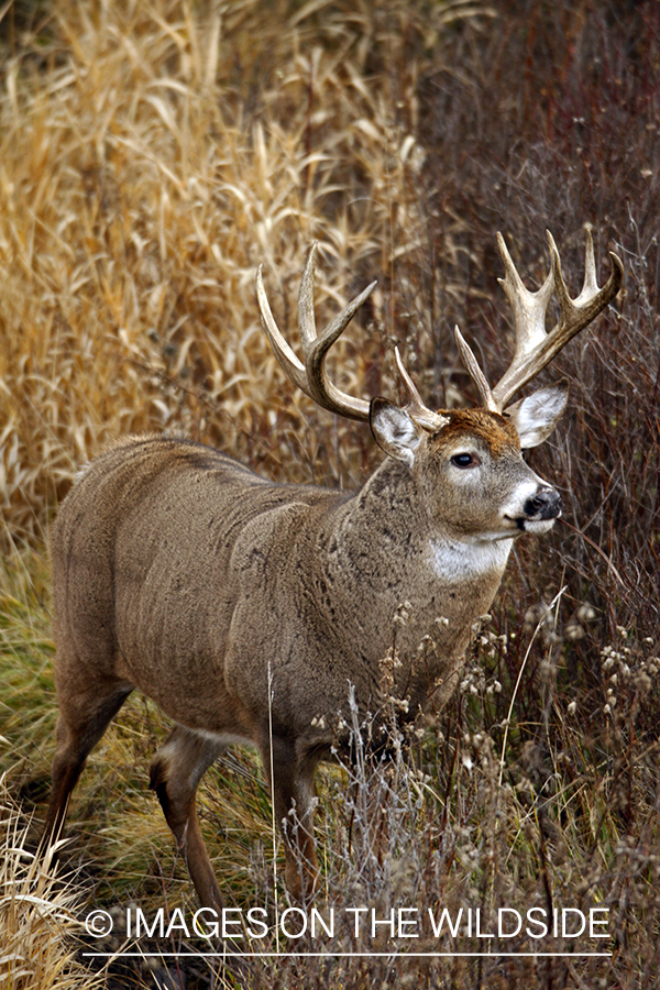 Whitetail Buck