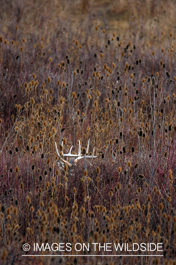 Whitetail Buck in Field