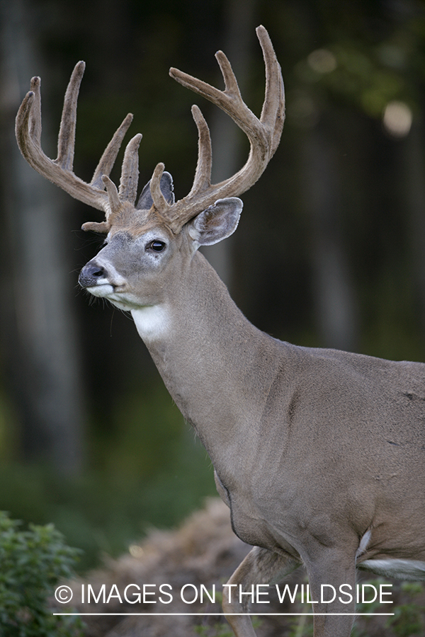 Whitetail buck in velvet