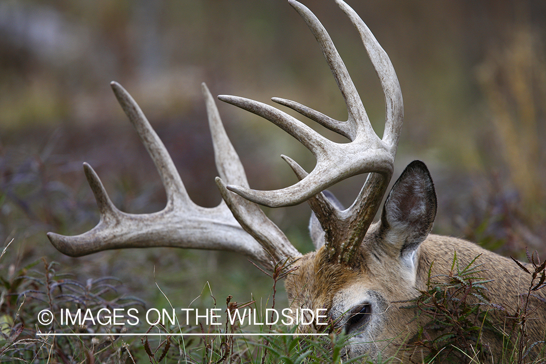 Whitetail buck in habitat