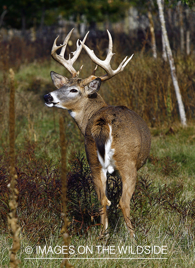 Whitetail buck in habitat