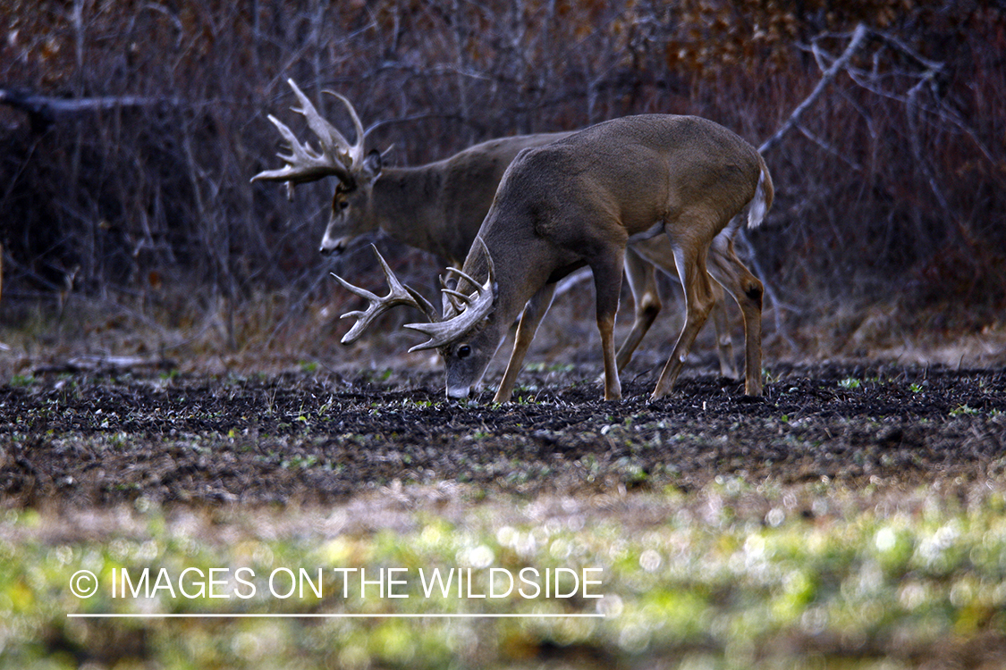 Whitetail bucks in green food plot.