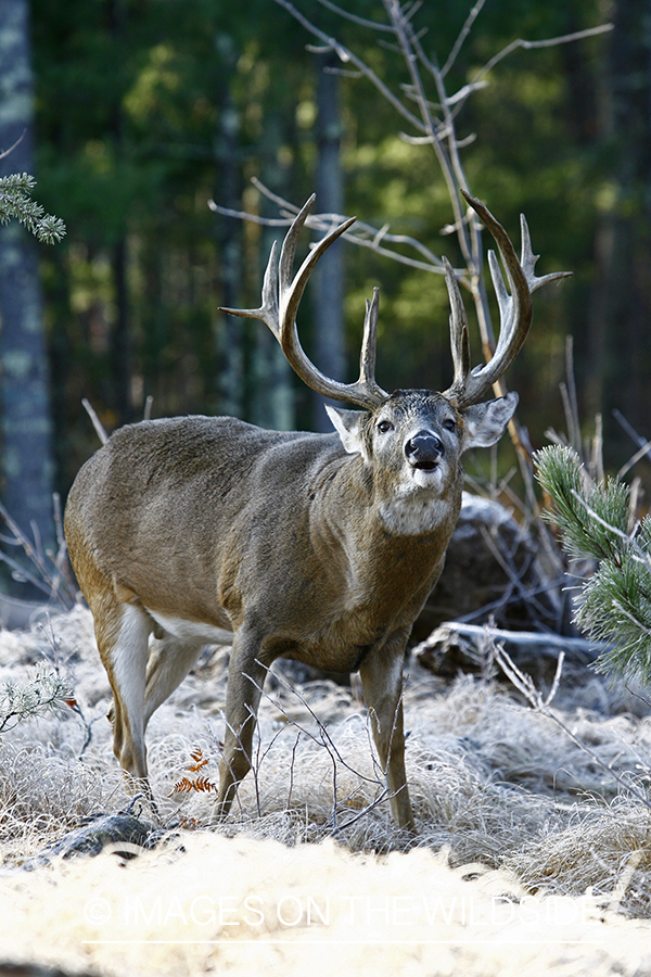 Whitetail buck in habitat.