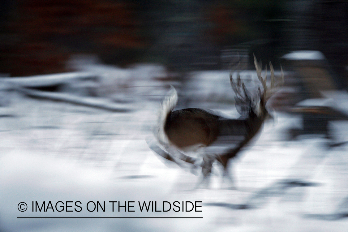 White-tailed buck in habitat.