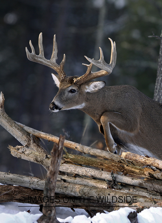 Whitetail in habitat