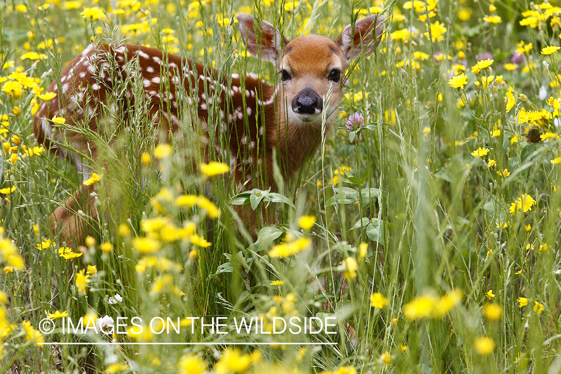 White-tailed Deer Fawns