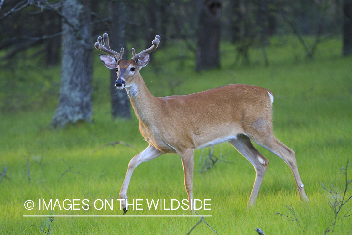 Whie-tailed deer apple creek