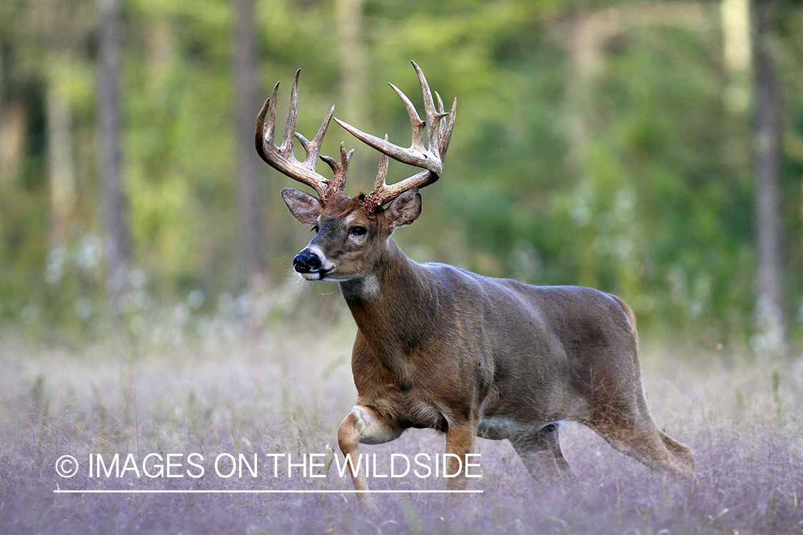 White-tailed buck in habitat