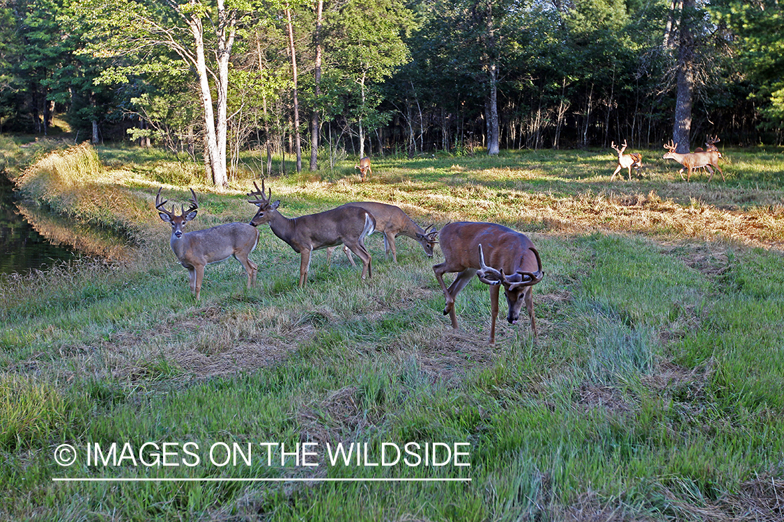 White-tailed bucks in velvet 