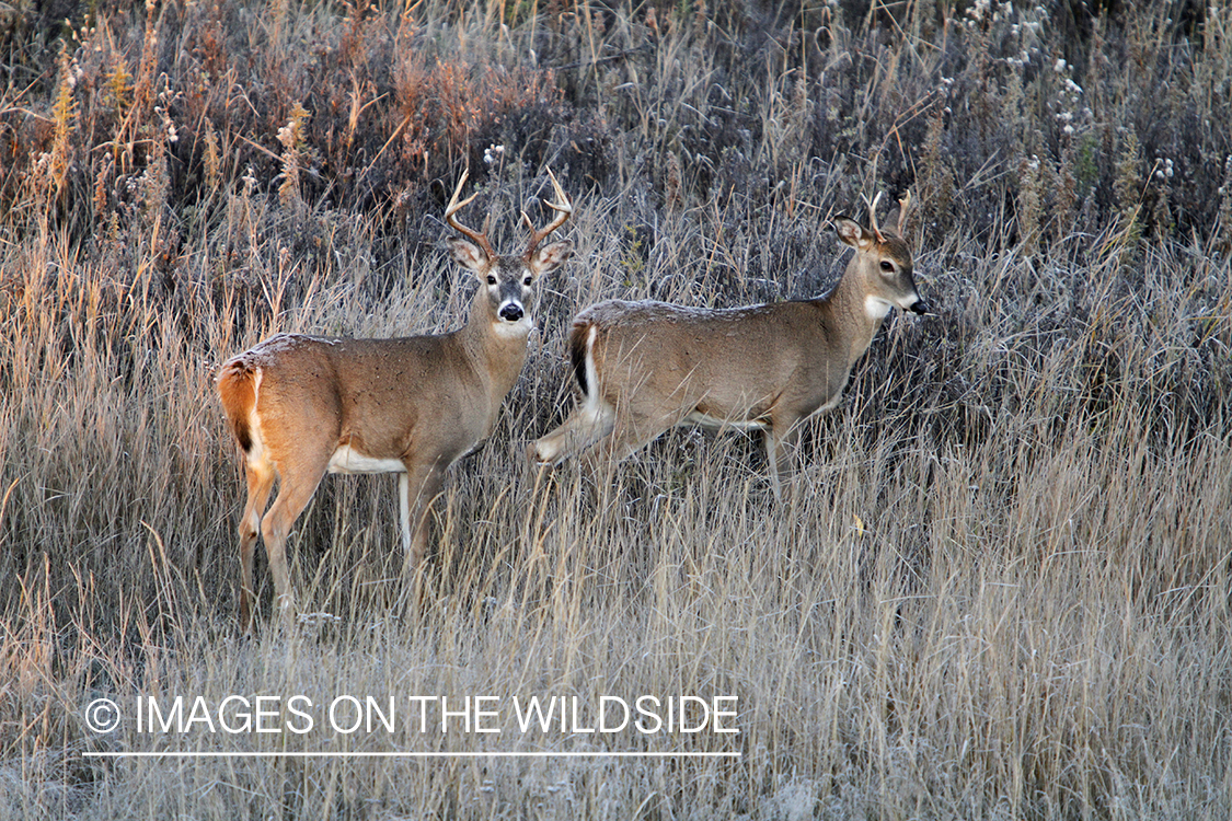 White-tailed buck in habitat. 