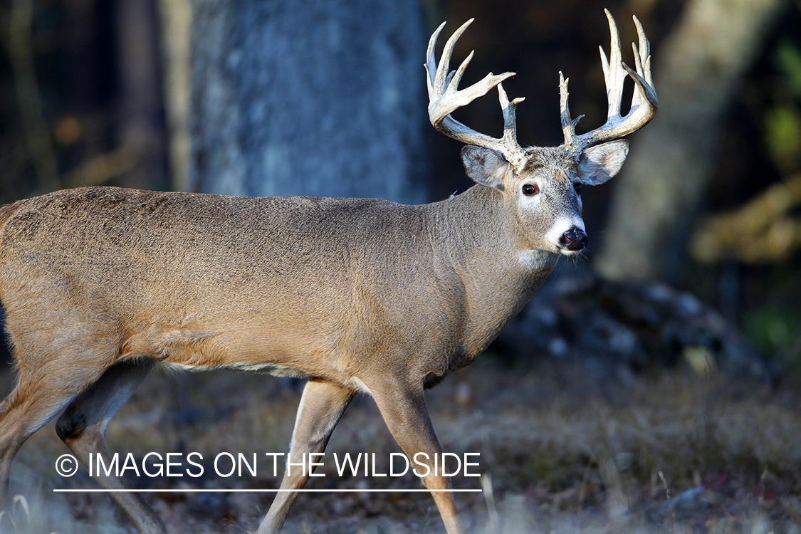 White-tailed buck in habitat. *