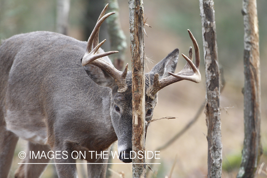 White-tailed buck rubbing tree. 