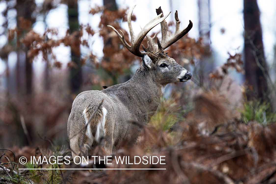 White-tailed buck in habitat. *