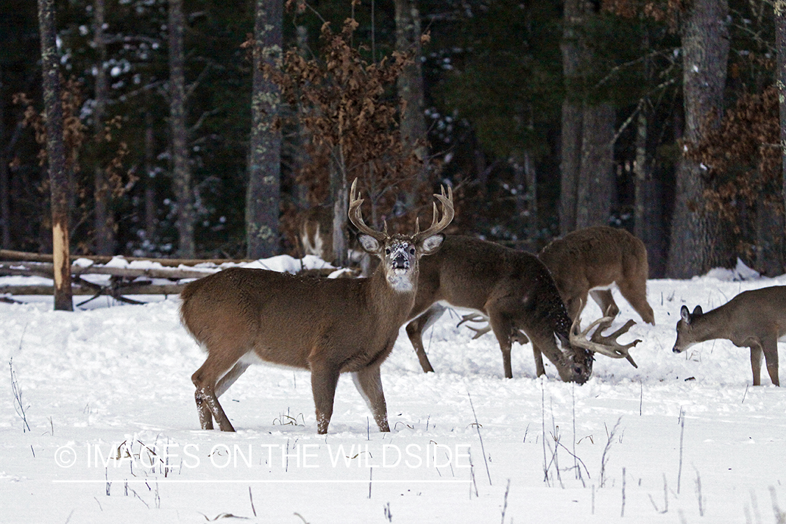 White-tailed bucks and does in habitat. *