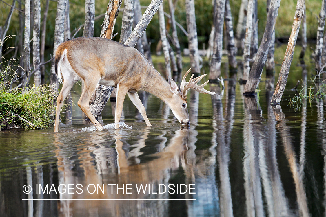 White-tailed deer in velvet in habitat. 