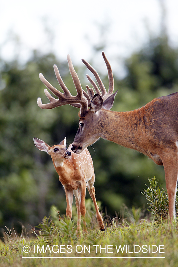 White-tailed buck with fawn. 